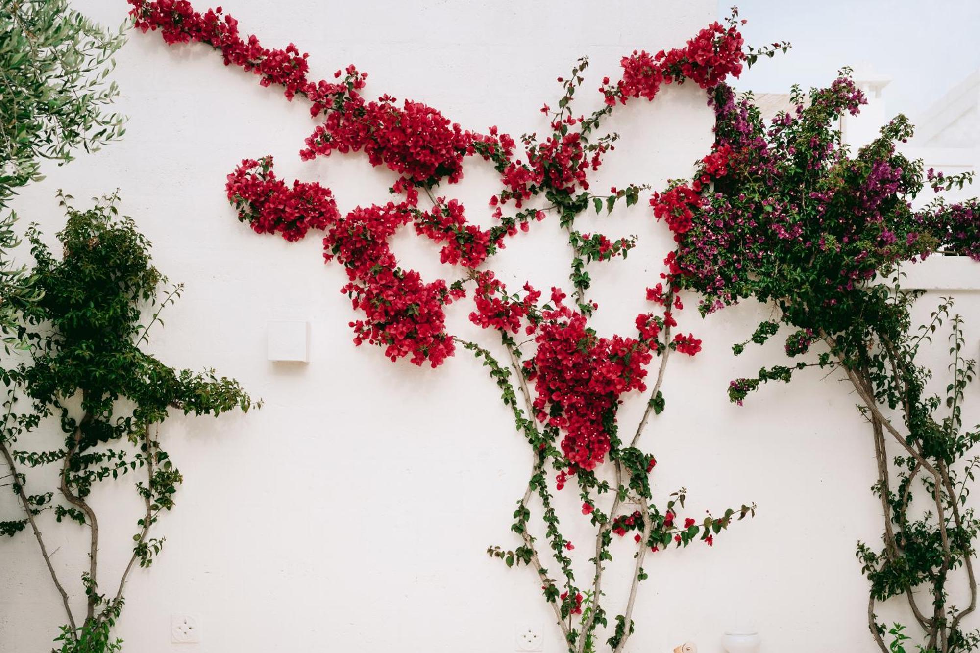 Oltre Gli Ulivi Bed & Breakfast Ostuni Eksteriør bilde